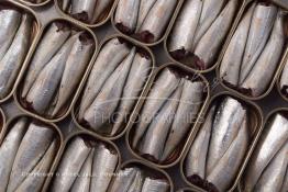 Image du Maroc Professionnelle de  Mise en boite des sardines fraiches dans une conserverie à Agadir, ville située au sud du Maroc, Vendredi 23 Août 2002. (Photo / Abdeljalil Bounhar) 